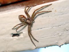 Philodromus cespitum by Jukka Savilampi. Used under a Copyrighted free use license.