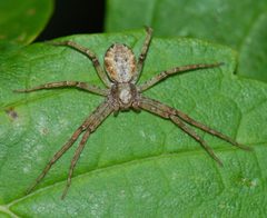 Philodromus cespitum 090801 by Accipiter (R. Altenkamp, Berlin). Used under a CC BY-SA 3.0 license.