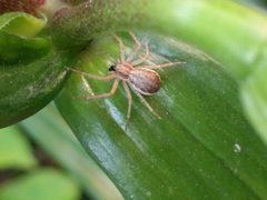 Noordwijk - Philodromus dispar by Rudolphous. Used under a CC BY-SA 4.0 license.