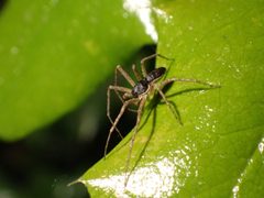 Philodromus dispar 156866414 by Ellyne Geurts. Used under a CC0 license.