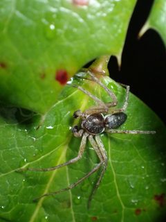 Philodromus dispar 157460021 by Ellyne Geurts. Used under a CC0 license.
