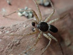 Philodromus dispar 157882599 by Ellyne Geurts. Used under a CC0 license.