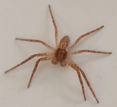 Philodromus dispar 162420855 by Michel Langeveld. Used under a CC BY-SA 4.0 license.