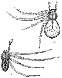 Common Spiders U.S. 106-7 by James Henry Emerton (1847 – 1931). Used under a Public domain license.