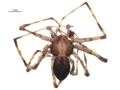 EERTY by G. Blagoev, Centre for Biodiversity Genomics. Used under a CC0 license.