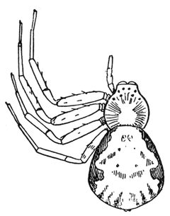 Common Spiders U.S. 105 by James Henry Emerton (1847 – 1931). Used under a Public domain license.