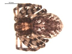 OOPPPD by Gergin Blagoev, Centre for Biodiversity Genomics. Used under a CC0 license.