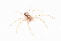 Philodromus placidus 401385188 by Matthew Lindsey. Used under a CC BY 4.0 license.