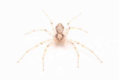 Philodromus placidus 401385200 by Matthew Lindsey. Used under a CC BY 4.0 license.