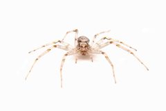 Philodromus placidus 401385220 by Matthew Lindsey. Used under a CC BY 4.0 license.