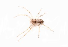 Philodromus placidus 401385232 by Matthew Lindsey. Used under a CC BY 4.0 license.
