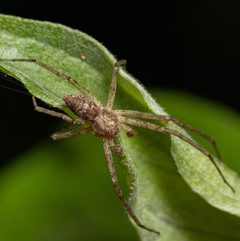 Philodromus placidus male by Jgw-atx. Used under a CC BY 4.0 license.