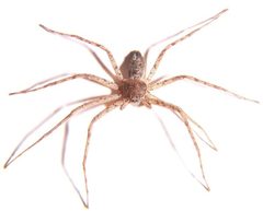 Philodromus praelustris by Bruce Marlin. Used under a CC BY-SA 2.5 license.