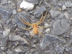 Philodromus rufus Lucca by Syrio. Used under a CC BY-SA 4.0 license.