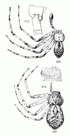Common Spiders U.S. 101-4 by James Henry Emerton (1847 – 1931). Used under a Public domain license.