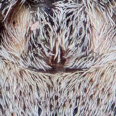 Thanatus formicinus epigynum by talgar-t64. Used under a CC BY-SA 4.0 license.