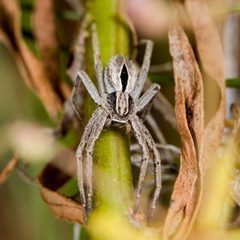 Thanatus formicinus female frontal2jpg by talgar-t64. Used under a CC BY-SA 4.0 license.
