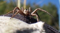 Thanatus formicinus female frontal near by benarmstrong. Used under a CC BY 4.0 license.