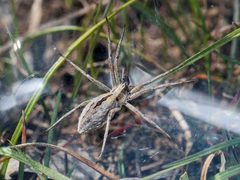 Thanatus formicinus female rear by talgar-t64. Used under a CC BY-SA 4.0 license.