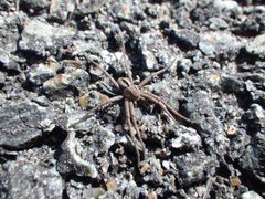 Thanatus formicinus male by benarmstrong. Used under a CC BY 4.0 license.