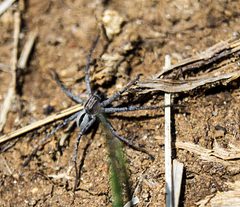 Thanatus formicinus male 1 by psweet. Used under a CC BY-SA 4.0 license.