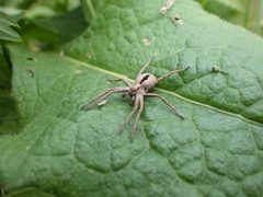 Thanatus formicinus male frontal by benarmstrong. Used under a CC BY 4.0 license.