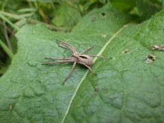 Thanatus formicinus male rear by benarmstrong. Used under a CC BY 4.0 license.