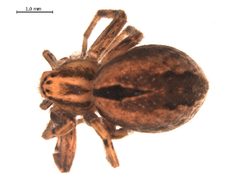 PPPOLO by Gergin Blagoev, Centre for Biodiversity Genomics. Used under a CC0 license.