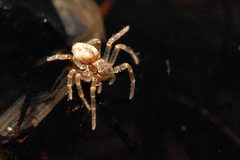 Thanatus.striatus.-.lindsey by James K. Lindsey. Used under a CC BY-SA 3.0 license.