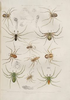 BlackwallSpidersPlateV by John Blackwall. Used under a Public domain license.
