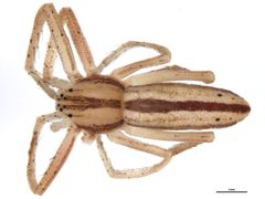 RRTUUD by CBG Photography Group, Centre for Biodiversity Genomics. Used under a CC0 license.