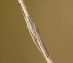 Tibellus sp by Lucarelli. Used under a CC BY-SA 3.0 license.