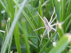 Tibellus oblongus crawling in grass by Józsi a termtudmester. Used under a CC BY-SA 4.0 license.
