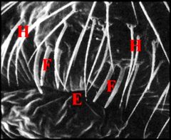 Fusules Holocnemus by LOPEZ André. Used under a CC BY-SA 4.0 license.