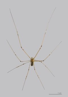 Holocnemus pluchei Male by Didier Descouens. Used under a CC BY-SA 3.0 license.