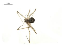 Modisimus culicinus by Gergin Blagoev, Centre for Biodiversity Genomics. Used under a CC BY-SA 3.0 license.