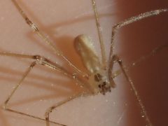 Pholcus manueli 105926320 by Peter Chen 2.0. Used under a CC BY 4.0 license.