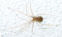 Pholcus opilionoides by Ivo Antušek. Used under a Public domain license.