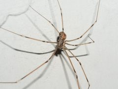 Pholcus-phalangioides-20190725a by Luis Fernández García. Used under a CC BY-SA 4.0 license.