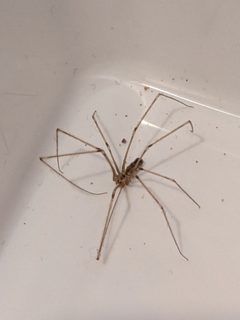 Pholcus phalangioides 105566699 by Jessica. Used under a CC0 license.
