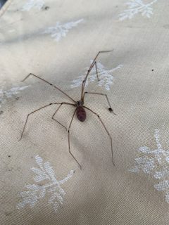 Pholcus phalangioides 116765653 by rmounce. Used under a CC0 license.