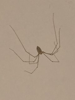 Pholcus phalangioides 117167287 by eyrezer. Used under a CC BY 4.0 license.