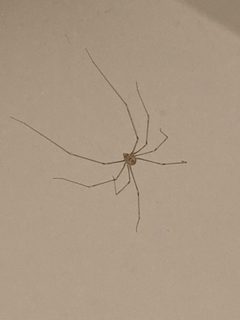 Pholcus phalangioides 117167313 by eyrezer. Used under a CC BY 4.0 license.