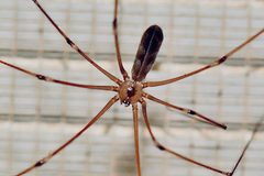 Pholcus phalangioides 169007990 by rober025. Used under a CC BY 4.0 license.