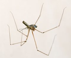 Pholcus phalangioides MHNT male by Didier Descouens. Used under a CC BY-SA 4.0 license.