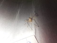 DrownedSpider by Stvk Công Cuối (VN). Used under a CC0 license.