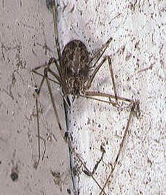 Physocyclus.globosus.female.-.tanikawa by Akio Tanikawa. Used under a CC BY-SA 2.5 license.