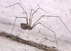 Physocyclus.globosus.female.2.-.tanikawa by Akio Tanikawa. Used under a CC BY-SA 2.5 license.