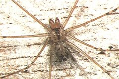 Physocyclus.globosus.male.-.tanikawa by Akio Tanikawa. Used under a CC BY-SA 2.5 license.