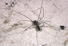 Smeringopus.pallidus.female.with.eggsac.-.takinawa by Akio Tanikawa. Used under a CC BY-SA 2.5 license.